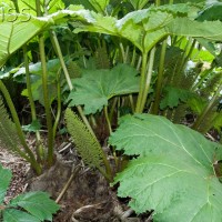 Brazilian Giant-rhubarb